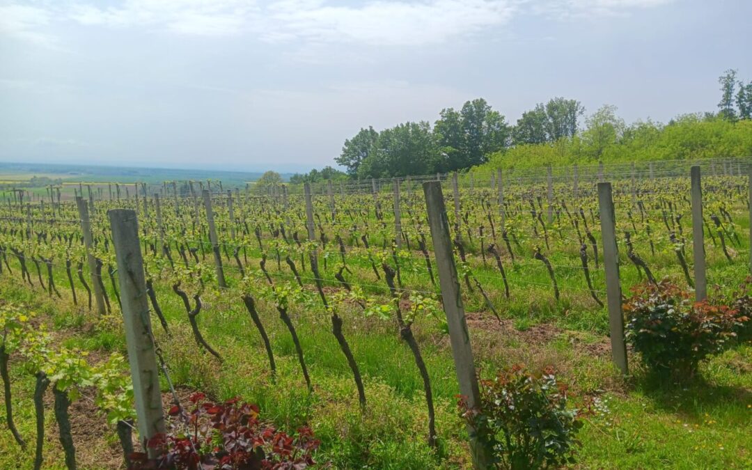 Učenici naše škole na stručnom predavanju o vinima Slavonije